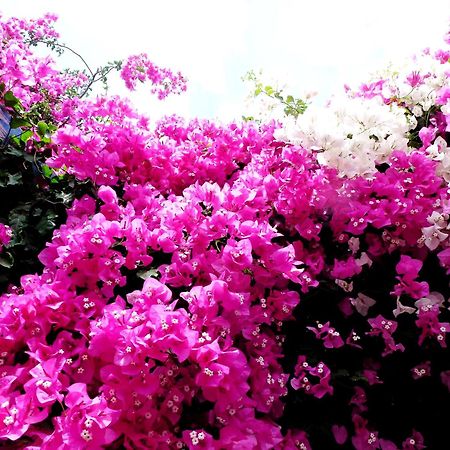 Bougainvillea Suites Kamári المظهر الخارجي الصورة